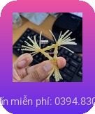 rau rong silicon 2-shopthanhtung