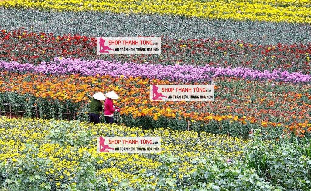 Ha Lung Lang hoa giua long thanh pho Hai Phong 1-shopthanhtung Ha Lung Lang hoa giua long thanh pho Hai Phong 1-shopthanhtung