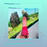 Luoi liem am dao hoa hong