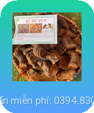 Cay Mu Tun Hai Phong 1