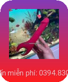 Dương vật giả cale rung ngoáy
