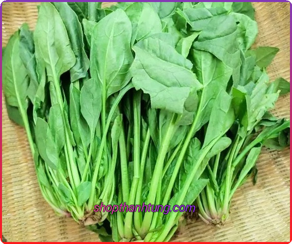 Cải bó xôi