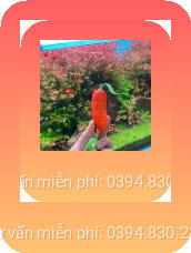 Trứng rung tình yêu quả cà rốt