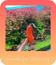 Trứng rung tình yêu quả cà rốt