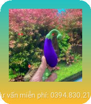 trứng rung tình yêu quả cà tím