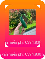trứng rung tình yêu quả cà tím
