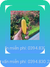 trứng rung quả ngô