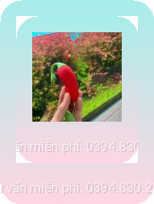 Trứng rung quả ớt đỏ